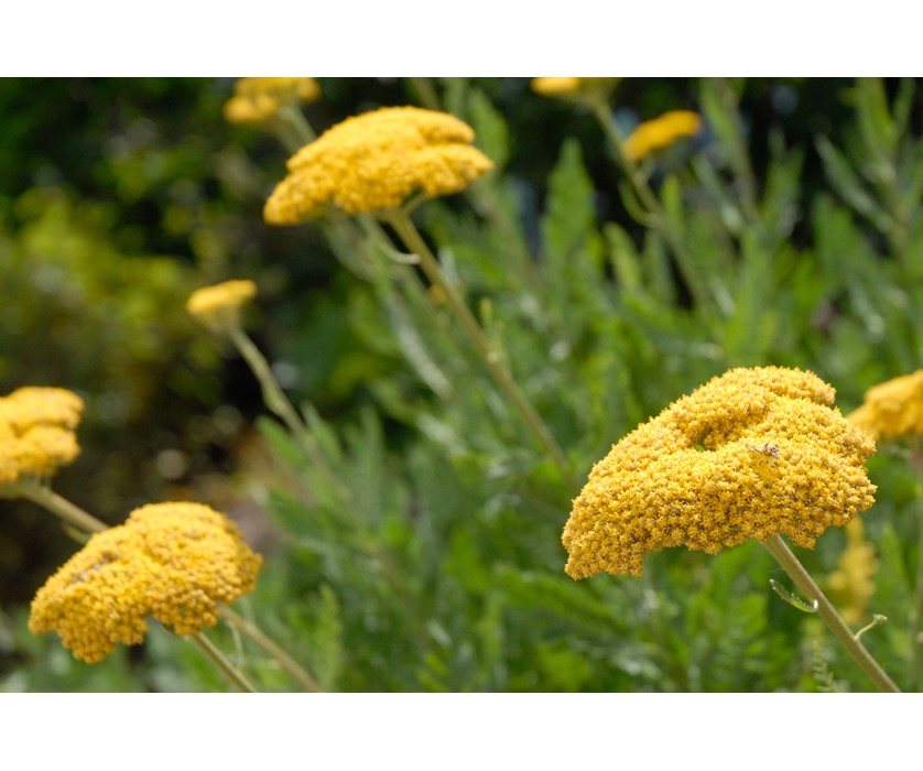 Coronation Gold Yarrow